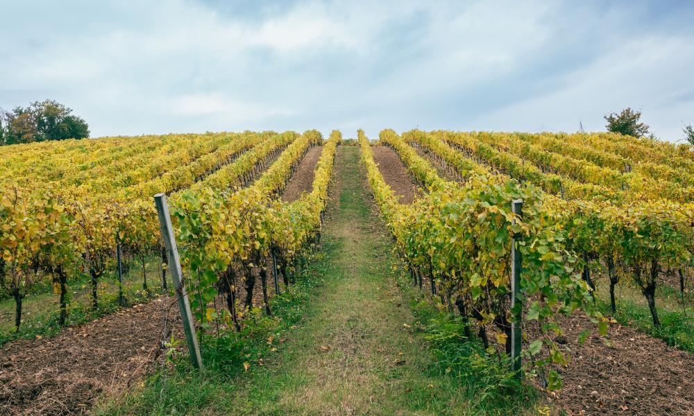 Azienda Agricola Franginella