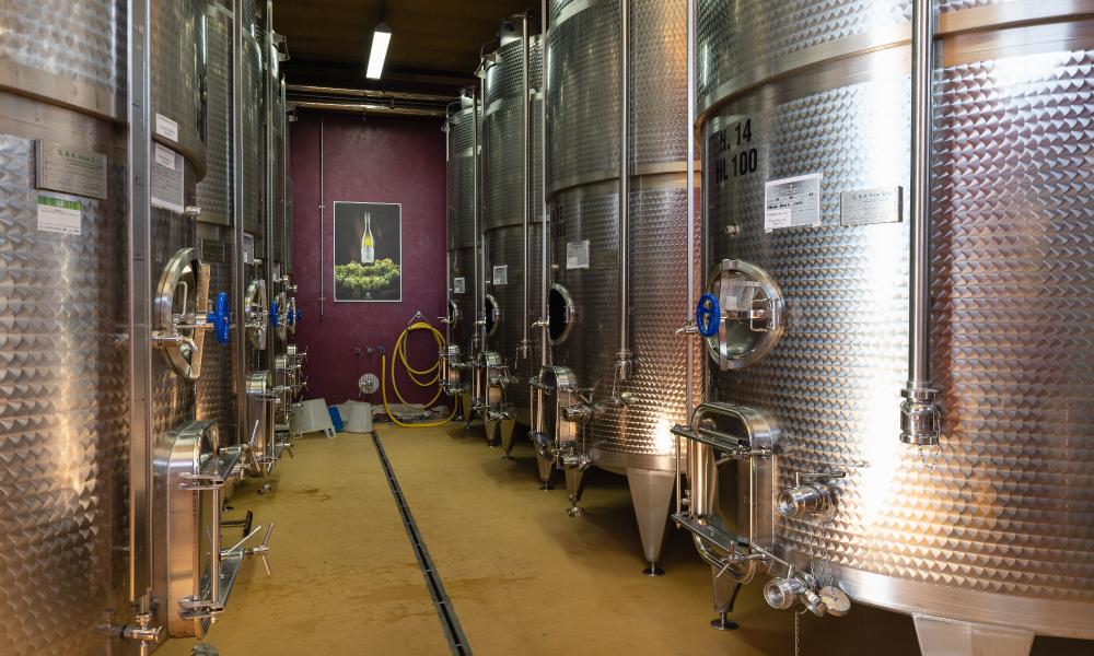 Esperienza in cantina con sommelier: dalla vigna al calice