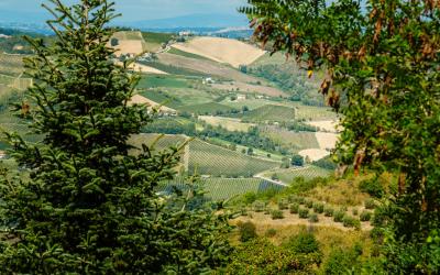 Foto Francesca/Montalto_Metroborgo delle Marche 2025 HI-200.jpg