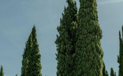 Foto Francesca/Montalto_Metroborgo delle Marche 2025 HI-208.jpg