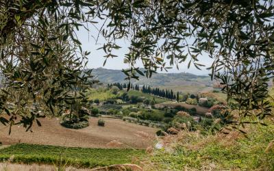 Foto Francesca/Montalto_Metroborgo delle Marche 2025 HI-251.jpg