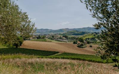 Foto Francesca/Montalto_Metroborgo delle Marche 2025 HI-253.jpg