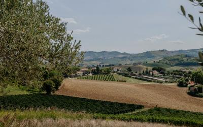 Foto Francesca/Montalto_Metroborgo delle Marche 2025 HI-252.jpg
