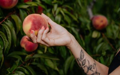 Foto Francesca/Montalto_Metroborgo delle Marche 2025 HI-298.jpg