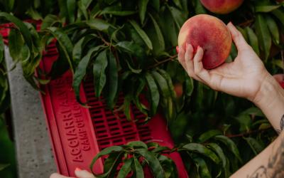 Foto Francesca/Montalto_Metroborgo delle Marche 2025 HI-301.jpg