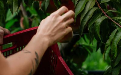 Foto Francesca/Montalto_Metroborgo delle Marche 2025 HI-303.jpg