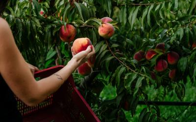 Foto Francesca/Montalto_Metroborgo delle Marche 2025 HI-304.jpg