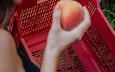 Foto Francesca/Montalto_Metroborgo delle Marche 2025 HI-306.jpg