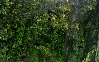 Foto Francesca/Montalto_Metroborgo delle Marche 2025 HI-311.jpg