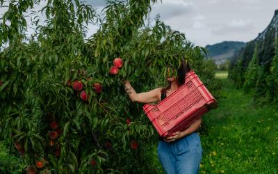 Foto Francesca/Montalto_Metroborgo delle Marche 2025 HI-310.jpg