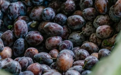 Foto Francesca/Montalto_Metroborgo delle Marche 2025 HI-315.jpg