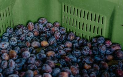 Foto Francesca/Montalto_Metroborgo delle Marche 2025 HI-316.jpg