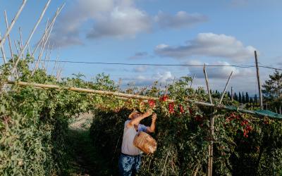 Foto Francesca/Montalto_Metroborgo delle Marche 2025 HI-437.jpg