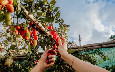 Foto Francesca/Montalto_Metroborgo delle Marche 2025 HI-441.jpg