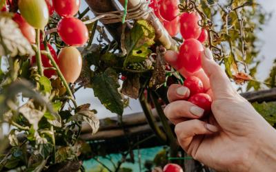 Foto Francesca/Montalto_Metroborgo delle Marche 2025 HI-443.jpg