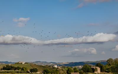 Foto Francesca/Montalto_Metroborgo delle Marche 2025 HI-445.jpg