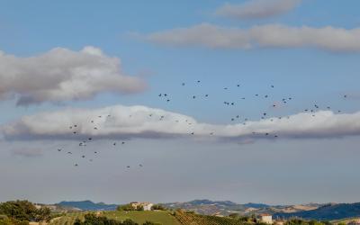 Foto Francesca/Montalto_Metroborgo delle Marche 2025 HI-446.jpg