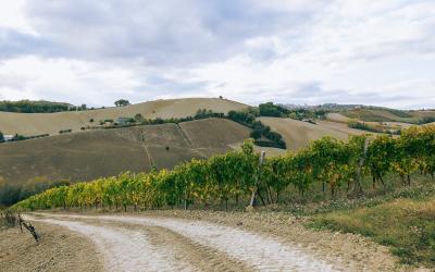 Foto Daniele/OPERATORI/Montalto 2 POI-17.jpg