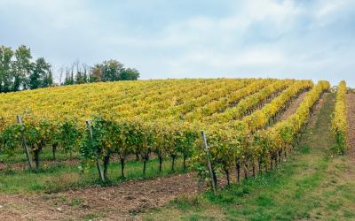 Foto Daniele/OPERATORI/Montalto 2 POI-21.jpg