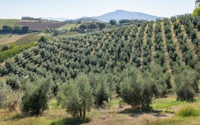 Foto Daniele/OPERATORI/Montalto-operatori-67 (1).jpg
