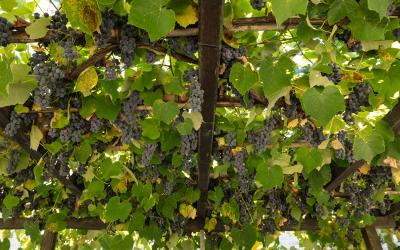 Foto Daniele/OPERATORI/Montalto-operatori-68 (1).jpg