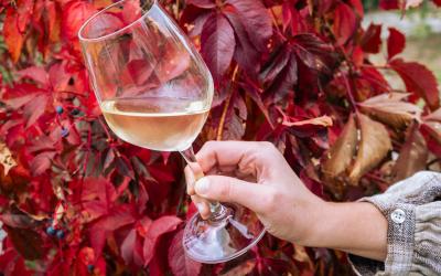 Foto Daniele/OLIO e VINO/Montalto 2 POI-18.jpg