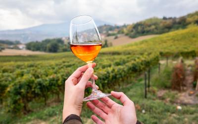 Foto Daniele/OLIO e VINO/Montalto 2 POI-6.jpg