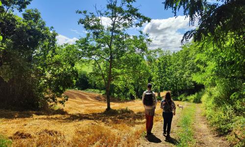Tenera ascolana: dal Borgo alla campagna