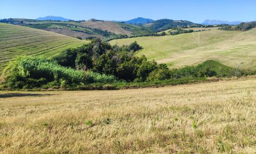 La campagna e l'oro di Maliscia