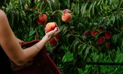 Geminiani Gusto Valdaso