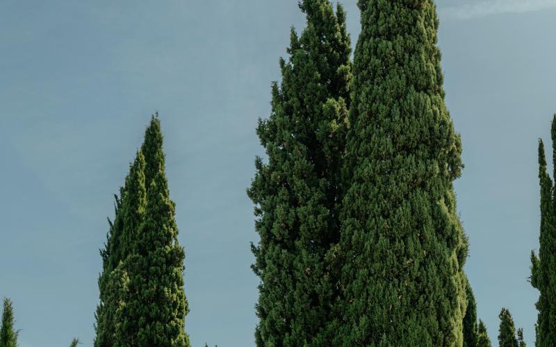 Foto Francesca/Montalto_Metroborgo delle Marche 2025 HI-208.jpg