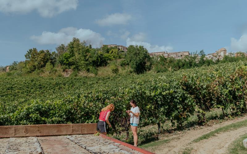 Foto Francesca/Montalto_Metroborgo delle Marche 2025 HI-239.jpg