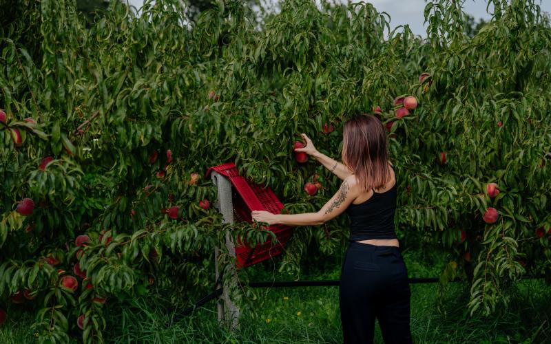 Foto Francesca/Montalto_Metroborgo delle Marche 2025 HI-297.jpg