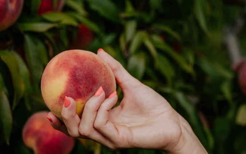 Foto Francesca/Montalto_Metroborgo delle Marche 2025 HI-299.jpg