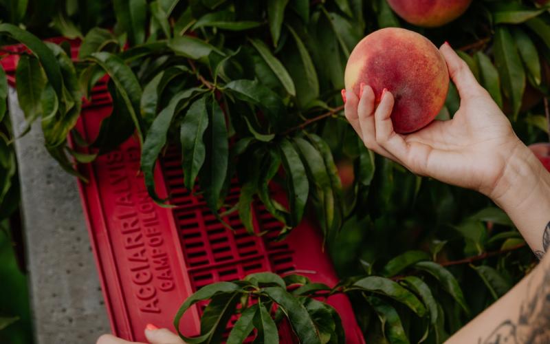 Foto Francesca/Montalto_Metroborgo delle Marche 2025 HI-301.jpg