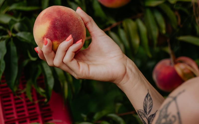 Foto Francesca/Montalto_Metroborgo delle Marche 2025 HI-300.jpg