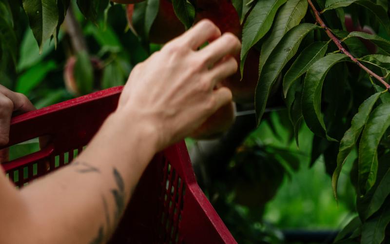 Foto Francesca/Montalto_Metroborgo delle Marche 2025 HI-303.jpg