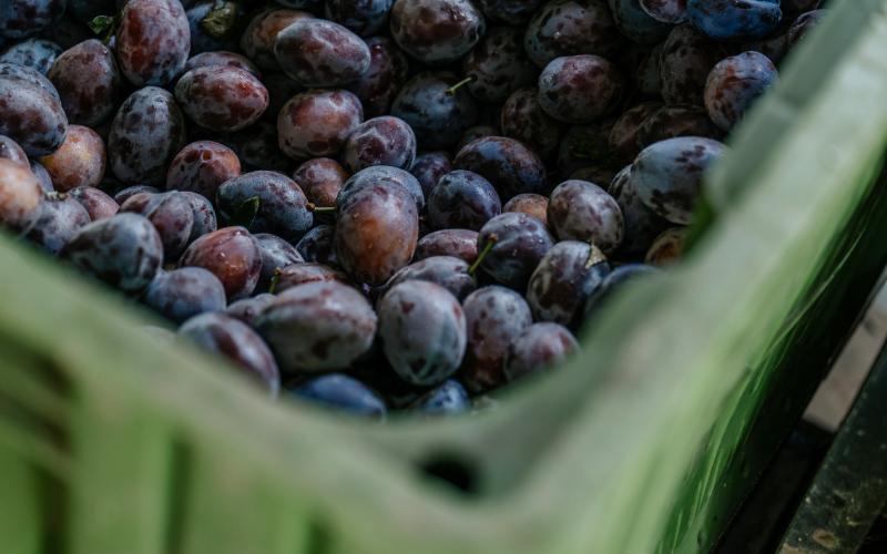 Foto Francesca/Montalto_Metroborgo delle Marche 2025 HI-314.jpg