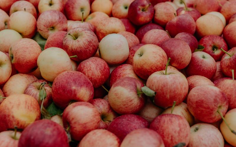 Foto Francesca/Montalto_Metroborgo delle Marche 2025 HI-318.jpg