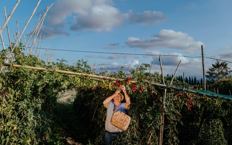 Foto Francesca/Montalto_Metroborgo delle Marche 2025 HI-434.jpg