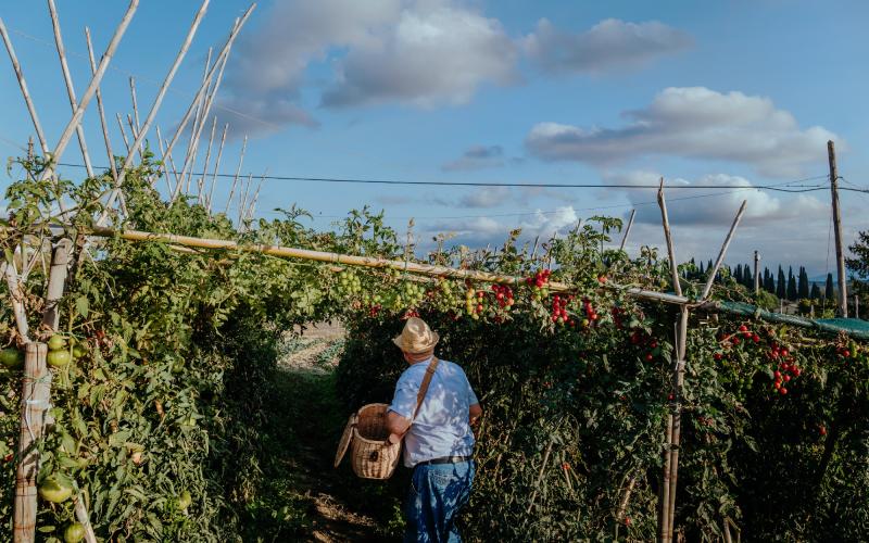 Foto Francesca/Montalto_Metroborgo delle Marche 2025 HI-436.jpg