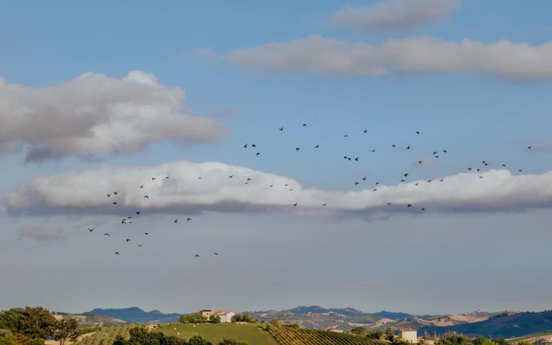 Foto Francesca/Montalto_Metroborgo delle Marche 2025 HI-446.jpg