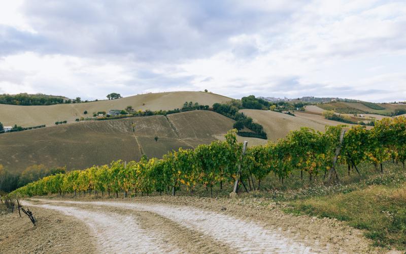 Foto Daniele/OPERATORI/Montalto 2 POI-17.jpg