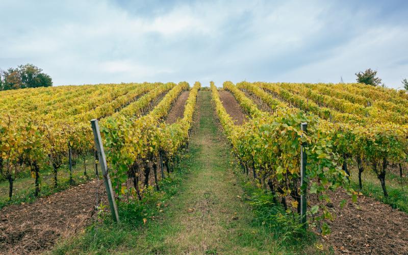 Foto Daniele/OPERATORI/Montalto 2 POI-22.jpg