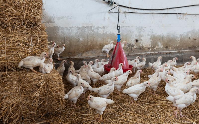 Foto Daniele/OPERATORI/Montalto 2 POI-9.jpg