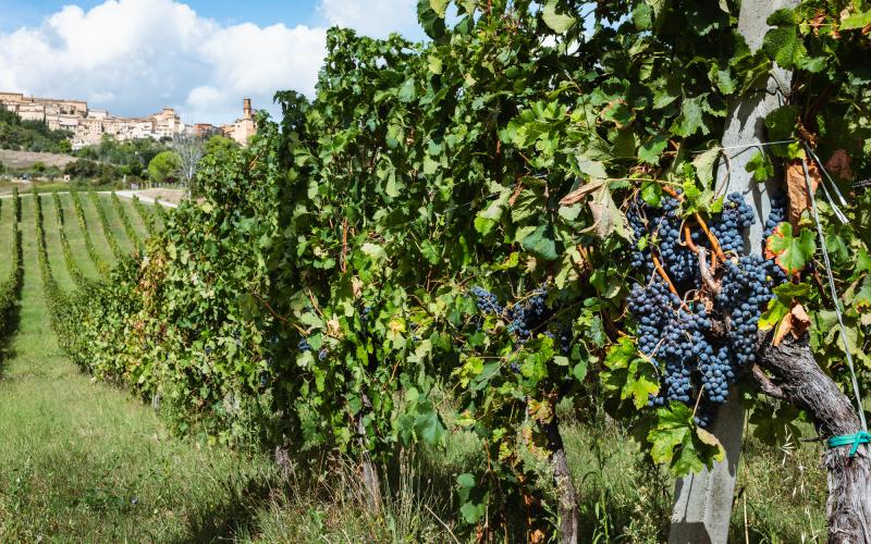 Foto Daniele/EXTRA/Montalto-Extra-3.jpg