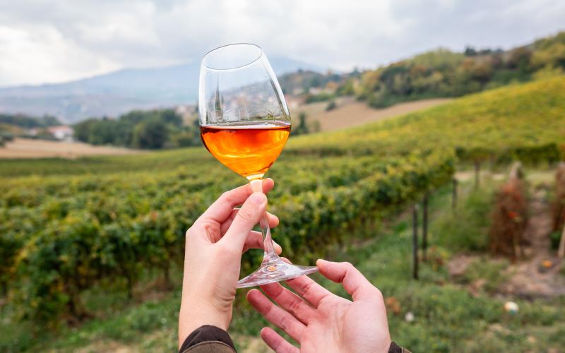 Foto Daniele/OLIO e VINO/Montalto 2 POI-6.jpg